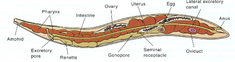 <p>Nematode Organ Systems (Digestive and Excretory)</p>