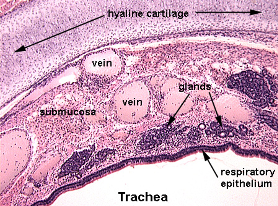 <p><strong>Trachea</strong></p><p><em>Thick conducting epithelium and hyaline cartilage observable</em></p>