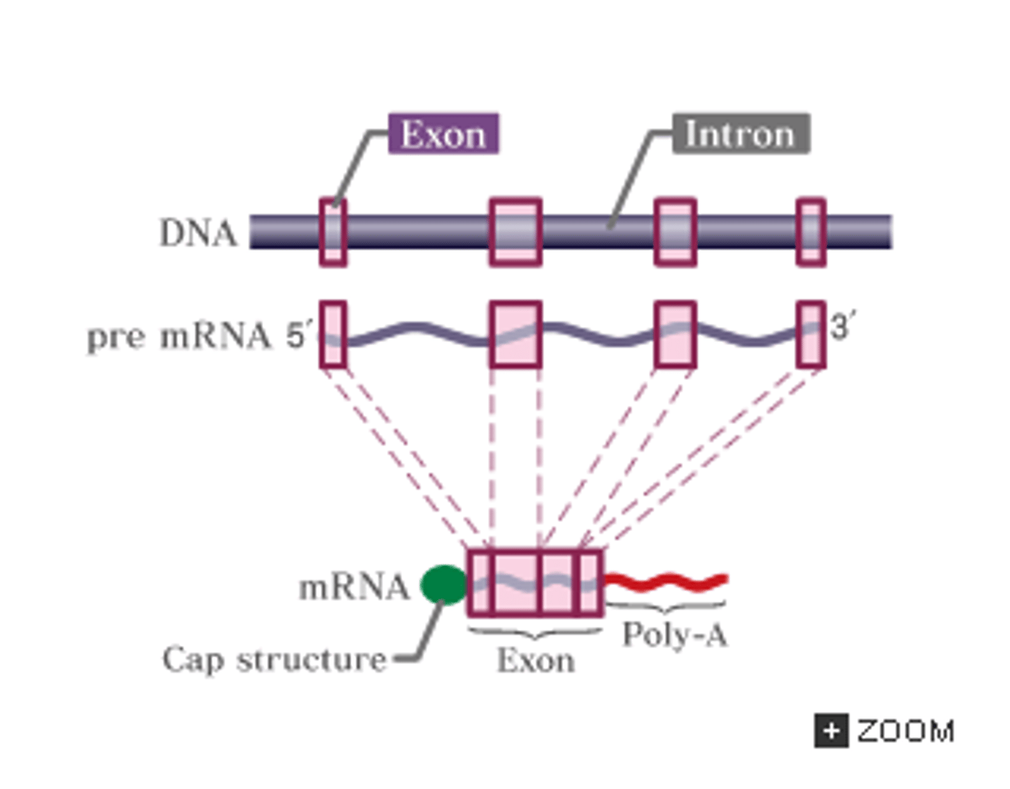 <p>(D) The removal of telomeric mRNA</p><p>After RNA polymerase makes pre-mRNA, the pre-mRNA goes through some modifications such as:</p><p>- the addition of a 5' cap</p><p>- the addition of the poly-A tail</p><p>- the splicing of introns</p>