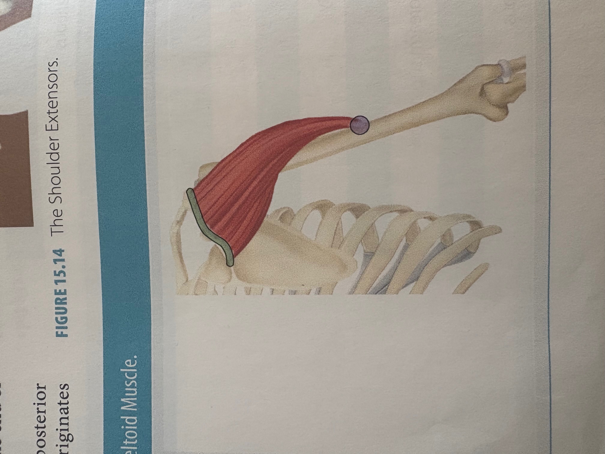 <p>Posterior Deltoid</p>