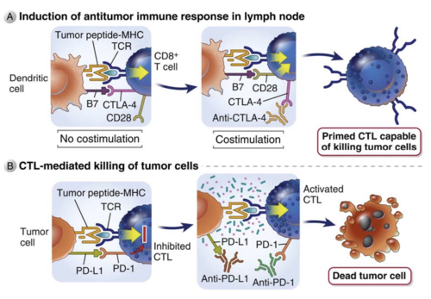 <p>1. approved for the immunotherapy of tumors</p><p>2. work by <strong><span style="text-decoration:underline">preventing CTLA-4 or PD-1</span></strong> from <strong><span style="text-decoration:underline">binding their ligands</span></strong>, thereby r<strong>educing inhibition</strong> and thus <strong>enhancing T cell activation</strong></p>