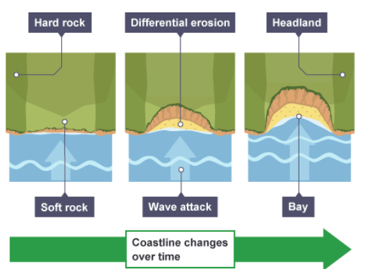 <p>bands of soft rock - such as: clay and sand - are weaker —&gt; therefore they can be eroded quickly —&gt; this process forms bays</p>