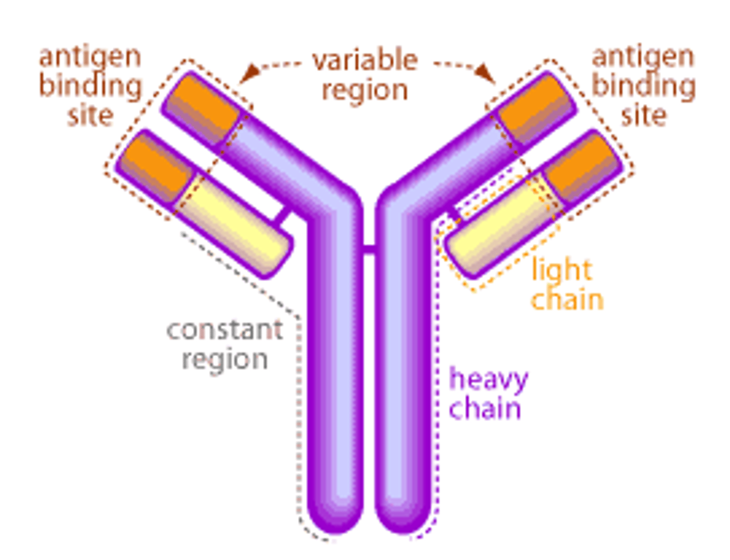 <p>Y shaped molecule</p><p>-4 polypeptide chains: 2 heavy identical chains and 2 light identical chains held together by a disulfide bond</p><p>- 4 constant regions (C), and 4 variable regions (V)</p><p>- antigen binding sites</p>