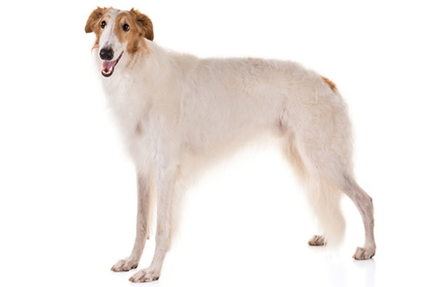 <p>Temperament:</p><p>Affectionate, Loyal, Regally Dignified</p><p>AKC Breed Popularity: Ranks 98 of 194</p><p>Height: 28 inches &amp; up (male), 26 inches &amp; up (female)</p><p>Weight: 75-105 pounds (male), 60-85 pounds (female)</p><p>Life Expectancy: 9-14 years</p><p>Group: Hound Group</p>