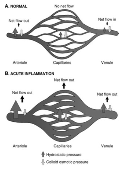 <ul><li><p><span><strong>vasoconstriction</strong></span></p></li><li><p><span><strong>Vasodilation</strong></span></p></li></ul><p></p>