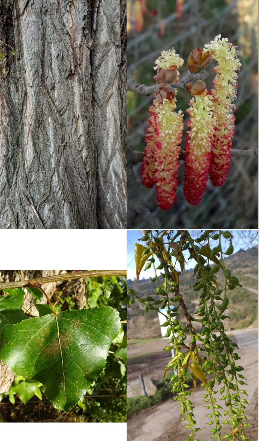 <p><span style="font-family: UICTFontTextStyleItalicBody; font-size: 19px;"><em>Populus nigra</em></span></p>