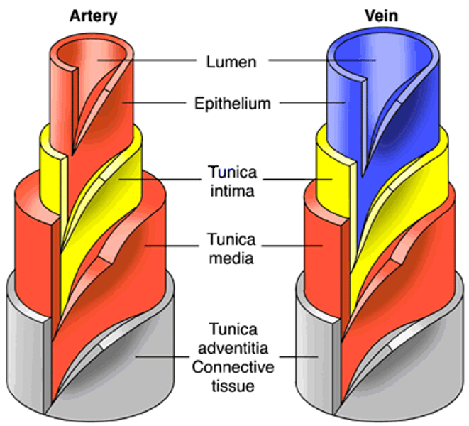 <p>blood vessel wall</p>