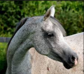 <p><span style="color: rgb(11, 10, 10);"><span>Origin: Arabian Peninsula</span></span><span style="color: rgb(11, 10, 10);"><br></span><span style="color: rgb(11, 10, 10);"><span>Color: Bay, brown, gray,</span></span><span style="color: rgb(11, 10, 10);"><br></span><span style="color: rgb(11, 10, 10);"><span>chestnut, or black</span></span><span style="color: rgb(11, 10, 10);"><br></span><span style="color: rgb(11, 10, 10);"><span>Body: 14.3-16 hands</span></span><span style="color: rgb(11, 10, 10);"><br></span><span style="color: rgb(11, 10, 10);"><span>Dished/concave face</span></span><span style="color: rgb(11, 10, 10);"><br></span><span style="color: rgb(11, 10, 10);"><span>Large nostrils</span></span><span style="color: rgb(11, 10, 10);"><br></span><span style="color: rgb(11, 10, 10);"><span>High tail carriage</span></span><span style="color: rgb(11, 10, 10);"><br></span><span style="color: rgb(11, 10, 10);"><span>Traits: Intelligent; Great stamina</span></span><span style="color: rgb(11, 10, 10);"><br></span><span style="color: rgb(11, 10, 10);"><span>Purpose: Riding; Endurance racing</span></span></p>