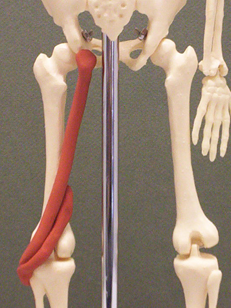 <p>hip extension, knee flexion, lateral rotation of femur</p>