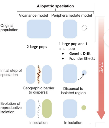 1)Vicariance Model: one very large population

subdivided into two large populations, drift is unlikely, eg. Alpheus shrimp

2)Peripheral Isolate Model: Division of populations that are different sizes –one large and one or more small