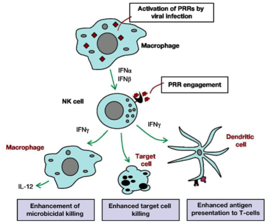 <p>Macrophages produce cytokines → activate NK cells → release cytokines → mature dendritic cells → enhance macrophage function</p>