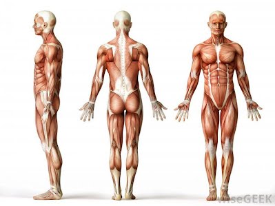 “Standard point of reference commonly used in human anatomy and physiology when describing certain anatomical terms and positions.”

“The body is standing with feet together, arms to the side, and head, eyes, and palms facing forward.”