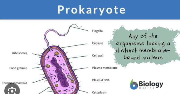 <p>Prokaryote&nbsp;“pro think no membrane-bound”</p>