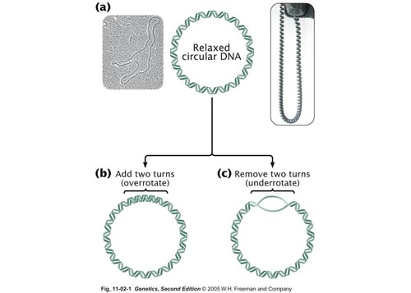 <p>It is when DNA twists up on itself due to the absence of free ends.</p>