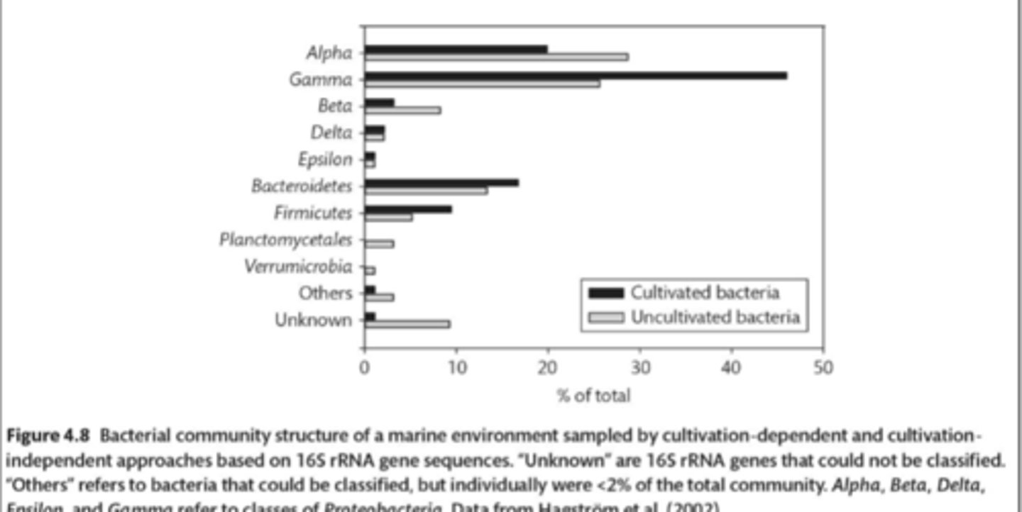 <p>gamma-proteobacteria</p>