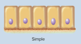<p>Simple epithelia</p>