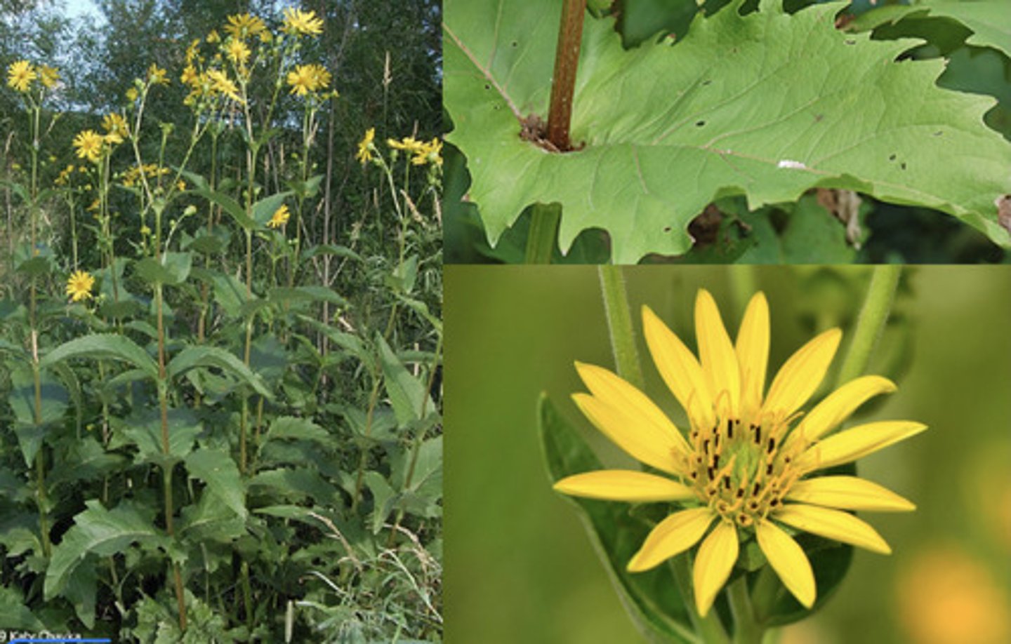 knowt flashcard image