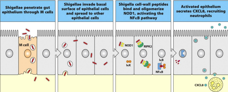 <ul><li><p><span style="font-family: Times New Roman, serif">Binds to M cells and is translocated benearth the gut epithelium&nbsp;</span></p></li><li><p><span style="font-family: Times New Roman, serif">Bacteria infects intestinal epithelial cells from their basal surface and are released ino the cytoplasm.&nbsp;</span></p><ul><li><p>Murmamy tripeptide containing diaminopimelic acid in the cells walls of shigella bind to and <span>oligomerize</span> the protein of NOD1</p></li></ul></li><li><p>Oligomerized NOD1 binds to serine/thronine kinase RIPK2= trigs activation of NFkB pathways= <span>leading</span> to the transportation of genes for chemokines and cytokines</p></li><li><p>activated epithelial cells release the chemokine CXCL8= acts a neutrophil chemoattractant.</p></li><li><p>IkB inhibitor of NFkB; IkK, IkB kinase </p></li></ul><p></p>