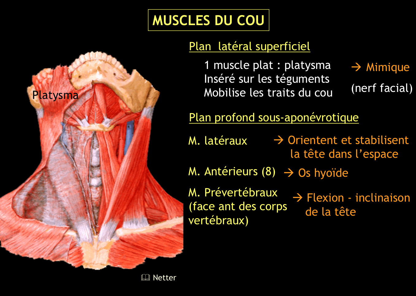 <p>C’est un muscle peaucier très mince, de forme quadrilatère, qui abaisse la commissure des lèvres et soulève la peau.</p>