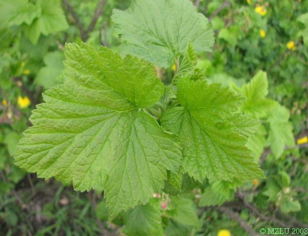 <p><span>rybíz černý</span></p>