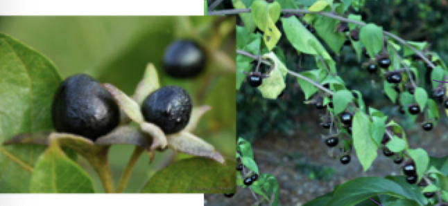 <p>Identify this plant.</p>