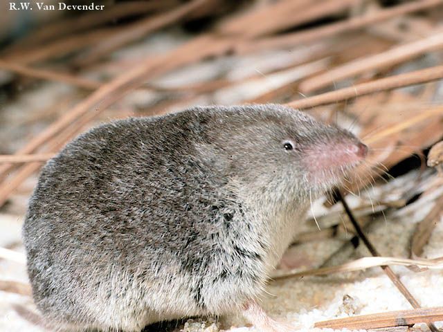 <p>North American least shrew</p>