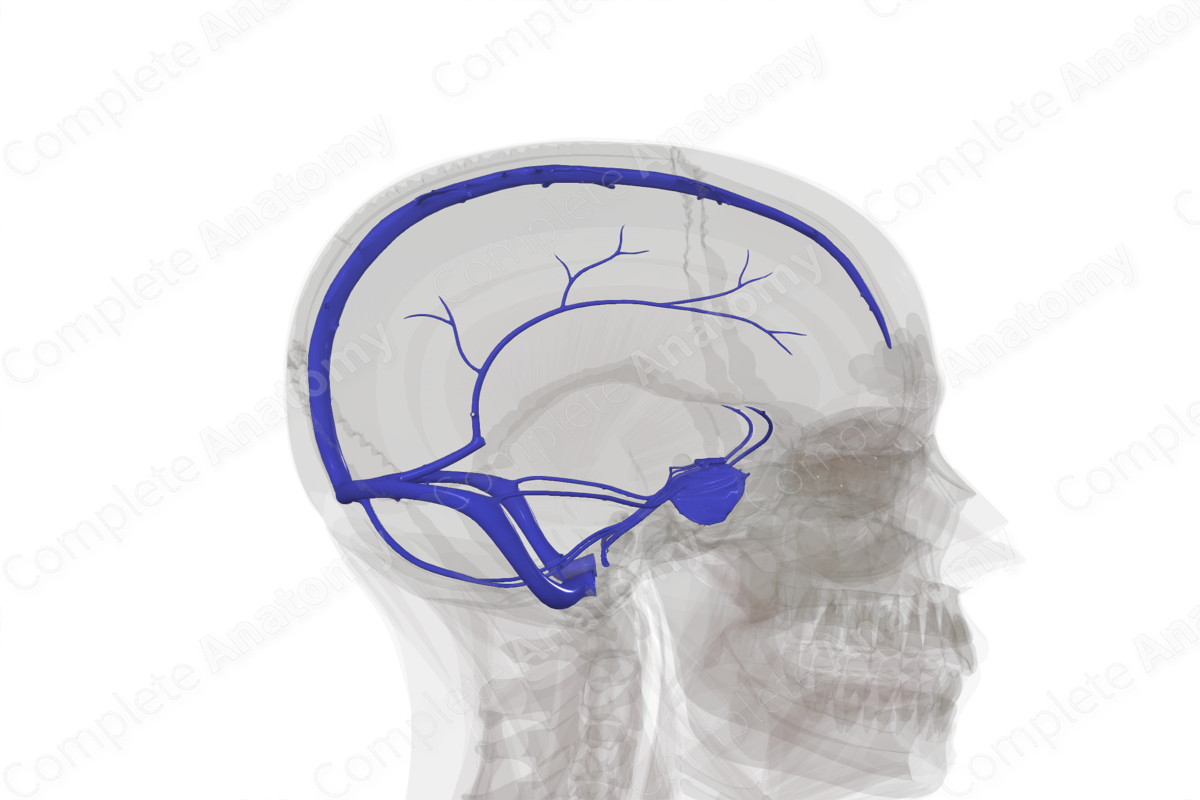 <p><strong>_____ Folds and Sinuses</strong></p><p>• The separation of <u>meningeal dura</u> from <u>periosteal dura</u> creates channels.</p><p>These channels are lined with an endothelium and they receive veins that drain the brain and the meninges.</p><p>• They are in effect venous channels responsible for draining the contents of the cranial cavity.</p><p>• At other locations, the meningeal dura form folds that dip into fissures between parts of the brain.</p>