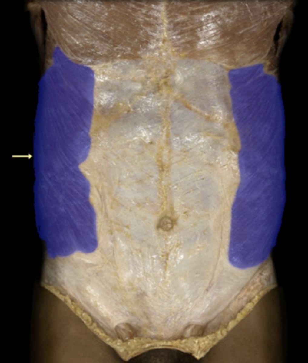 <p>action of external oblique</p>