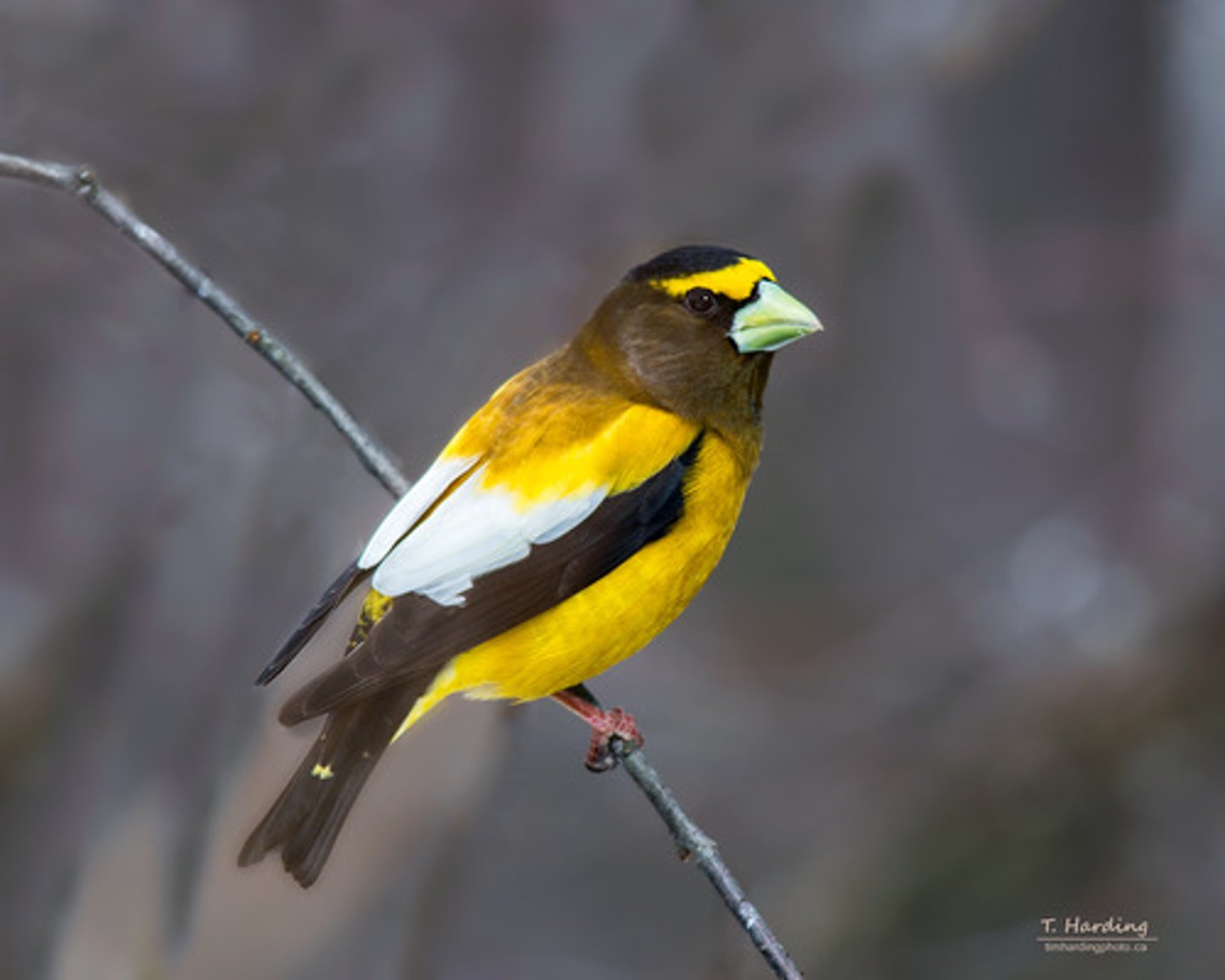 <p>Coccothraustes vespertinus</p>