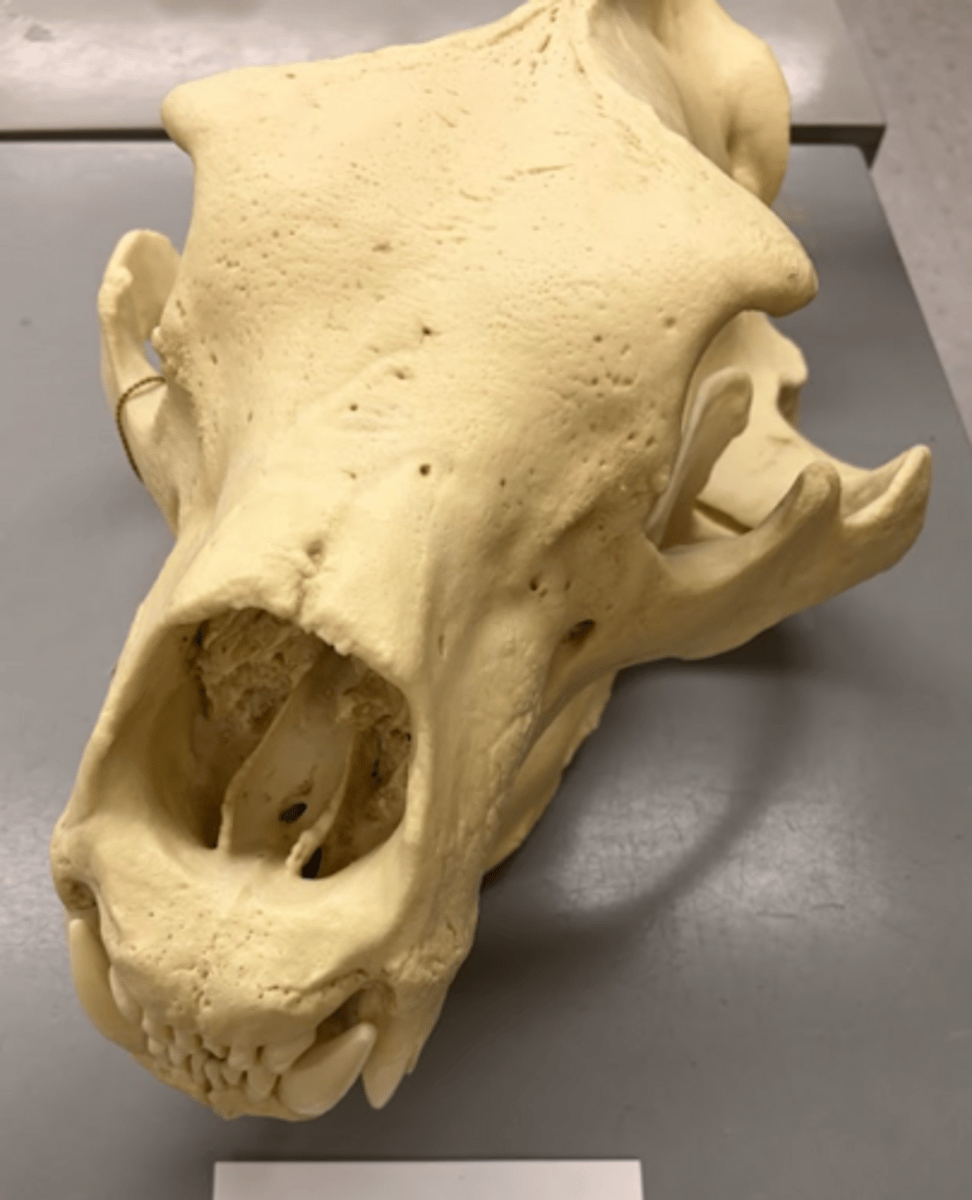 <p>What is this specimen?</p>