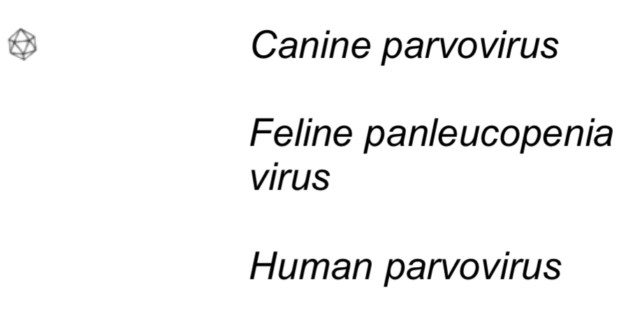 <p>-Icosahedral virion</p><p>-20nm</p><p>-No envelope&nbsp;</p><p></p><p>Cause:</p><p>-Cat fever, enteritis (feline panleucopenia virus)</p>