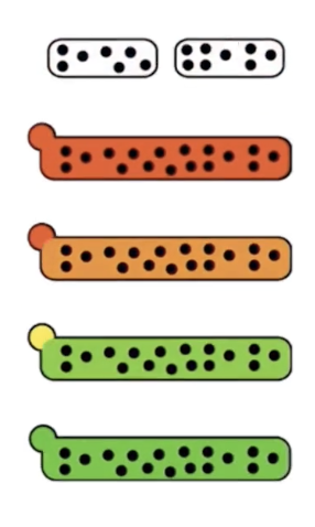 <ul><li><p>Golgi cisternae plus cargo <strong>move forward</strong> (anterograde) through the Golgi.</p></li><li><p>Cis-Golgi cisternae become medial-Golgi, medial-Golgi become trans-Golgi as they move.</p></li><li><p>New cis-cisternae form from vesicles coming from the ER.</p></li><li><p>The trans-Golgi network breaks down into secretory vesicles, carrying cargo proteins to their next destination.</p></li><li><p>Golgi resident proteins can get misplaced and need to be <strong>re-sorted backward</strong> by vesicles (retrograde transport).</p></li></ul><p></p>