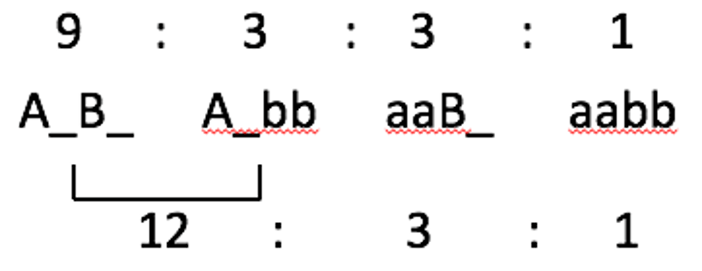 <p>when the dominant allele of one gene masks the effects of either allele of the second gene</p><p>12:3:1</p>