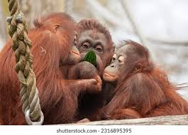 <p>Great apes</p><ul><li><p><span style="background-color: transparent;"><span>Large, have sexual dimorphism</span></span></p></li><li><p><span style="background-color: transparent;"><span>Africa and S.E. Asia</span></span></p></li><li><p><span style="background-color: transparent;"><span>Mostly terrestrial, solitary to harems. Polygamous to polygynous. Herbivorous to omnivorous. Complex social structure.&nbsp;</span></span></p></li><li><p><span style="background-color: transparent;"><span>Critically endangered due to habitat loss, hunting, disease.</span></span></p></li></ul><p></p>