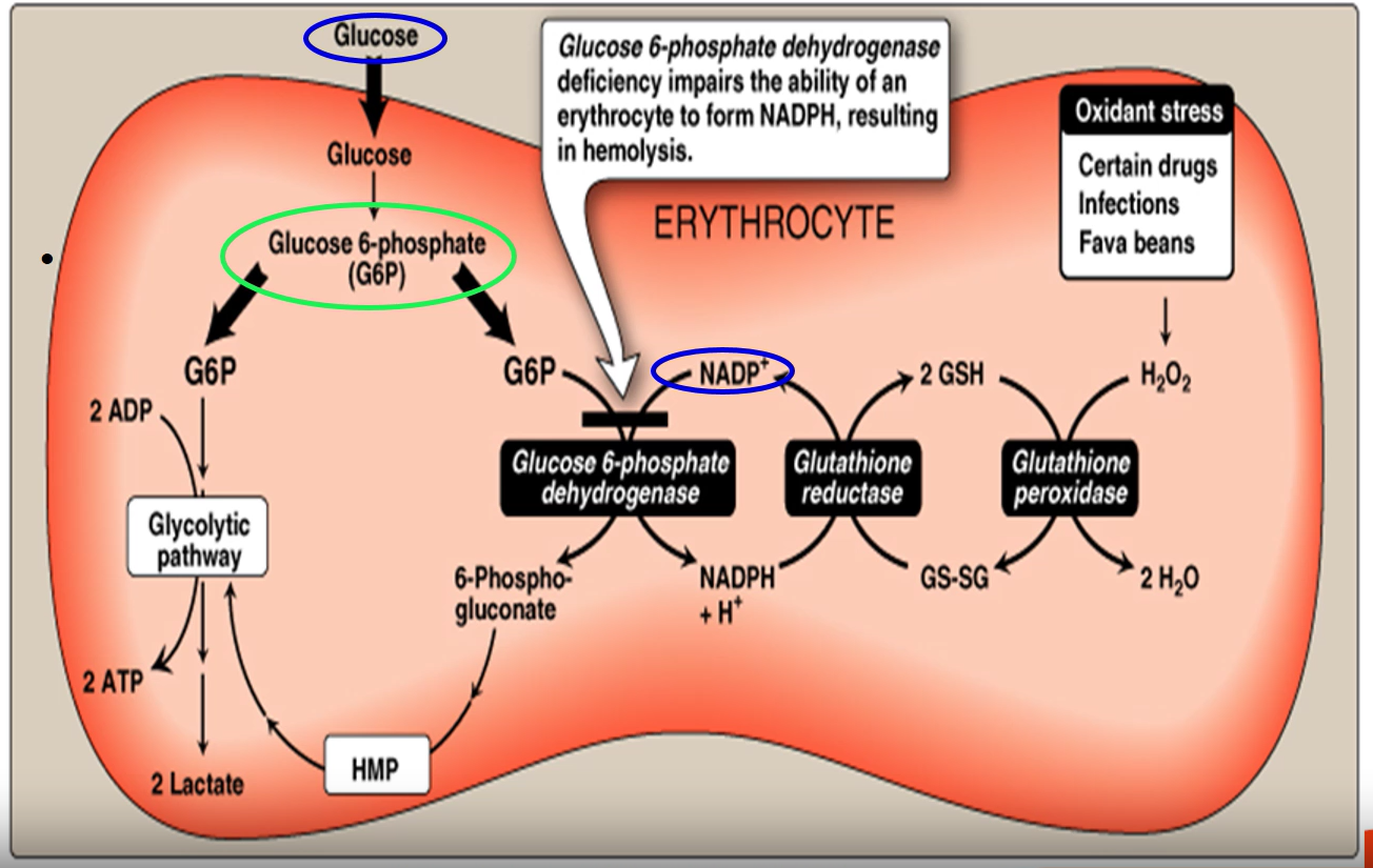 <ol><li><p>Glucose is taken up by the cell is converted to Glucose 6-phosphate</p></li><li><p>Glucose 6-phosphate either enters glycolysis or Pentose phosphate pathway</p><ul><li><p>If glycolysis: <strong>Glucose 6-phosphate</strong> is oxidized in glycolytic pathway to produced lactate</p></li><li><p>If Pentose phosphate pathway: <strong>Glucose 6-phosphate</strong> is converted to <strong>6-Phospho-gluconate</strong> by <strong>Glucose 6-phosphate dehydrogenase</strong>, (while producing NADPH) then it enters <strong>hexose monophosphate (HMP) shunt,</strong> which is the alternative pathway to glycolysis</p></li></ul></li><li><p><strong>Glutathione reductase </strong>uses NADPH produced &amp; <strong>oxidized glutathione</strong> to produce 2 molecules of<strong> reduced glutathione (2GSH)</strong></p></li><li><p><strong>Reduced glutathione </strong>&amp; <strong>H2O2 </strong>is converted to <strong>oxidized glutathione </strong>&amp; water by <strong>Glutathione peroxidase</strong></p><ul><li><p><strong>H2O2</strong> is produced as a result of oxidative stress</p></li><li><p><strong>H2O2</strong> is toxic to cell, if it is allowed to increase to large amts, it will kill the cell</p></li><li><p>If there is no <strong>reduced glutathione, then glutathione peroxidase</strong> will not function → <strong>H2O2 </strong>builds up in the cell</p></li></ul></li></ol><p>In summary:</p><p>Deficiency in <strong>G6PD </strong>→ No NADPH formed → <strong>Glutathione reductase</strong> cannot convert <strong>oxidized glutathione</strong> to <strong>reduced glutathione → Glutathione peroxidase</strong> cannot convert <strong>reduced glutathione </strong>and <strong>H2O2 </strong>into water → Under oxidative stress, H2O2 builds up to high level → Kills cell, hemolytic anemia</p>