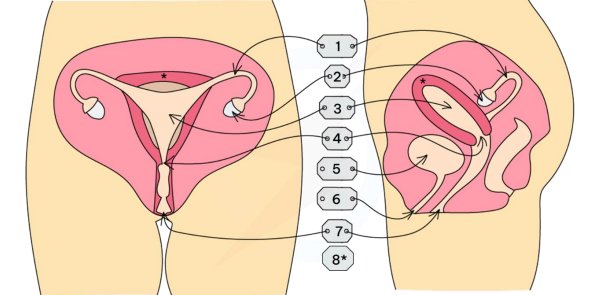<p>This is the Female Reproductive organ. Name labels 1-8. Explain the 2 functions of label 7</p>