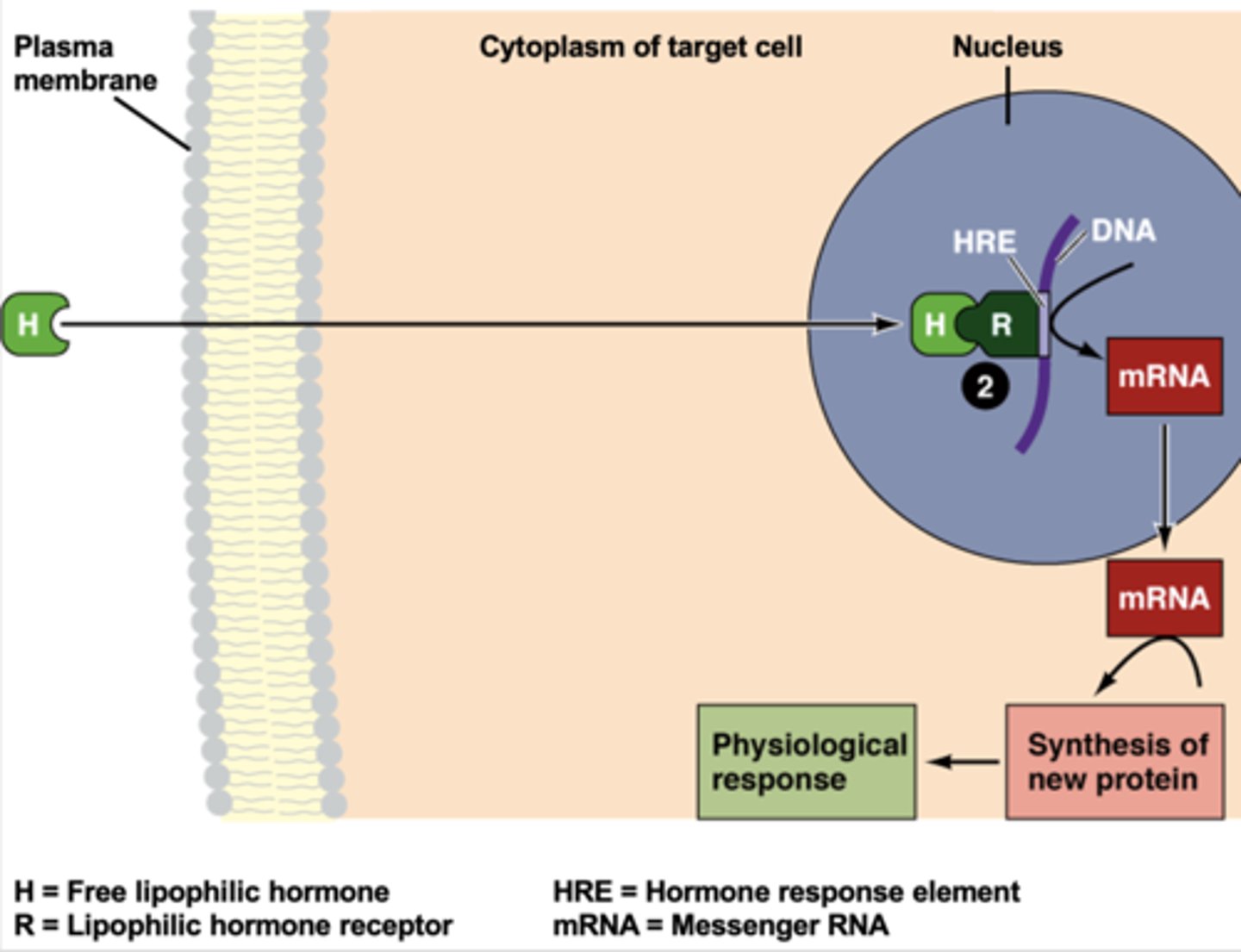 <p>1. Hormone enters through the cell membrane and travels to the nucleus</p><p>2. It binds to a nuclear receptor that controls expression of a gene and activates expression</p><p>3. The gene is transcribed and a protein is synthesized</p>