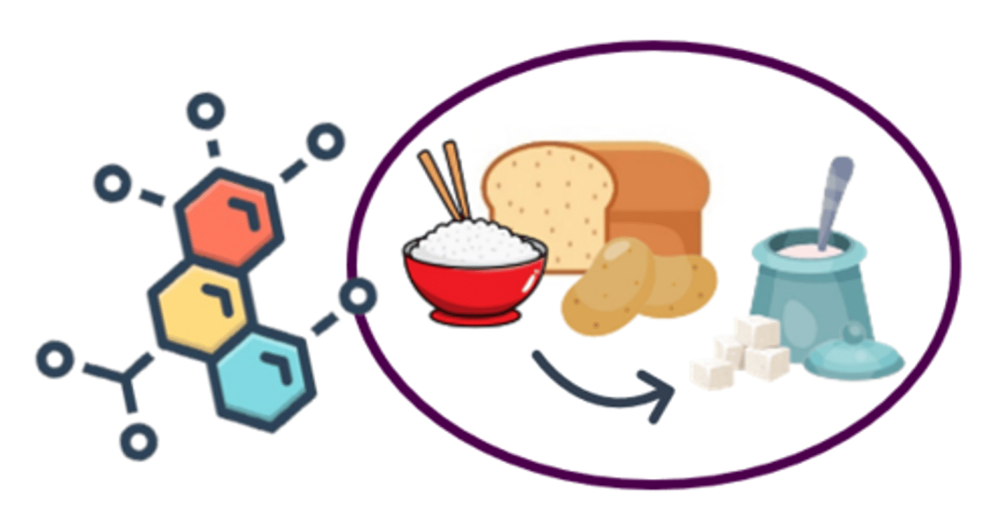 <p>enzymes that catalyze (change) starches into sugars</p>
