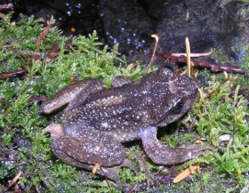 <p></p><p></p><p><strong><u>Distribution:</u></strong></p><ul><li><p>Pacific Northwest and northern Rockies</p></li></ul><p><br><strong><u>Traits:</u></strong></p><ul><li><p>males have “tails”</p></li><li><p>prepubis not fused to the pelvis</p></li><li><p>nine presacral vertebrae</p></li></ul><p></p><p><strong><u>Larval Type:</u></strong></p><p>III</p>