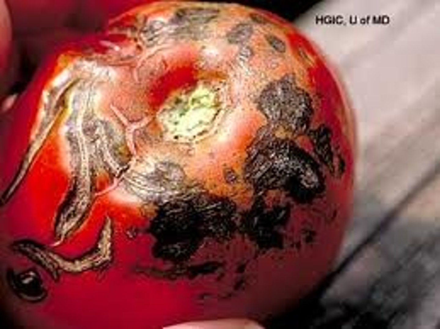 <p>- Caused by fungus protoctist</p><p>- Hyphae penetrates host cells, destroying leaves, tubers and fruit</p><p>- No cure</p><p>- Resistant strains, careful management &amp; chemical treatments can reduce infection risk</p>