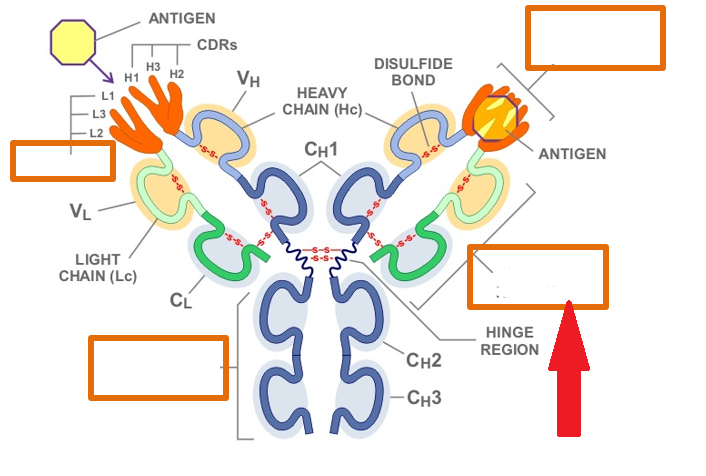 <p>Which region of the antibody is highlighted by the red arrow?</p>