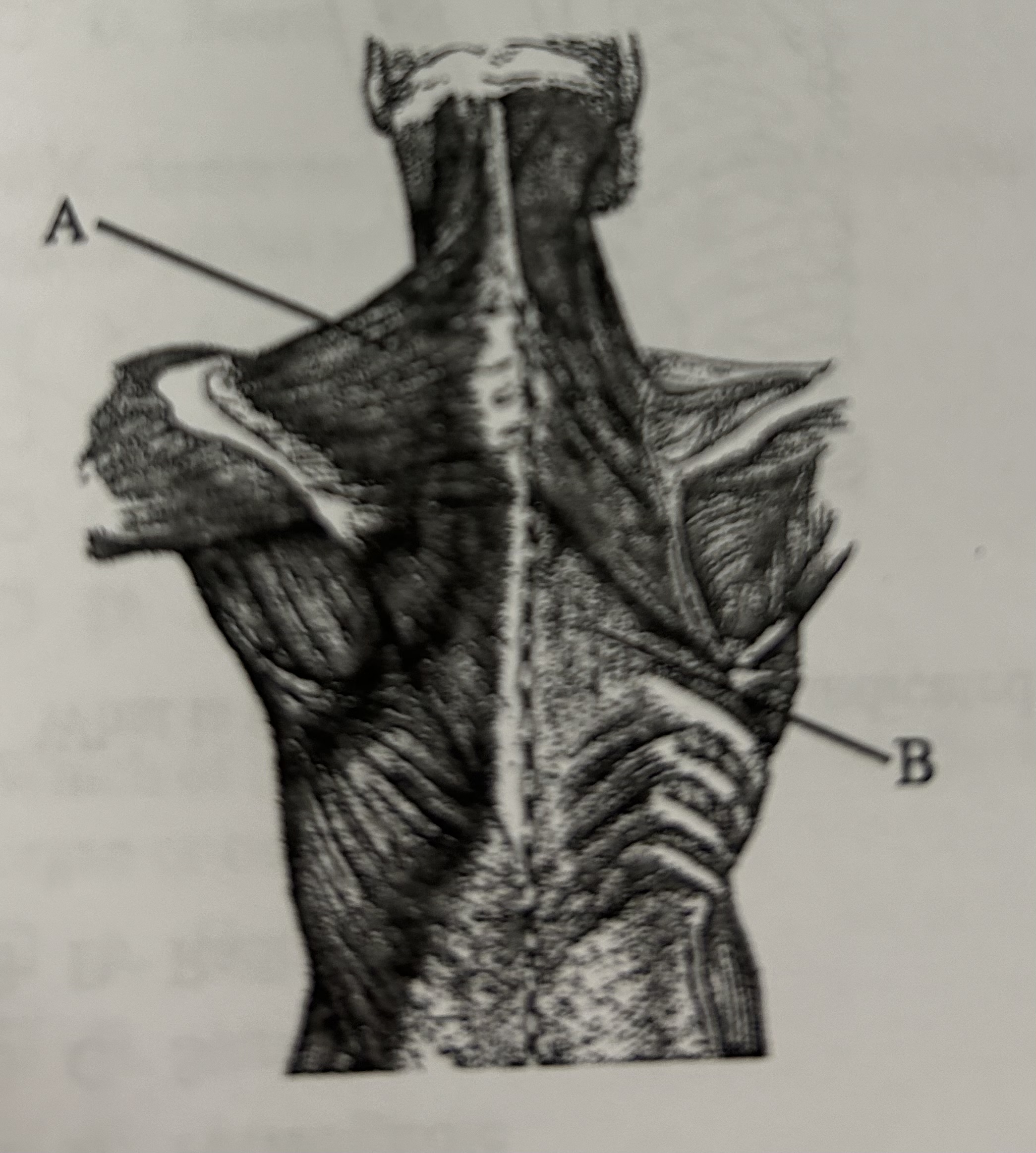 <p>The diagram shows a skeletal muscle. </p><p>Name muscles A and B in the diagram</p>