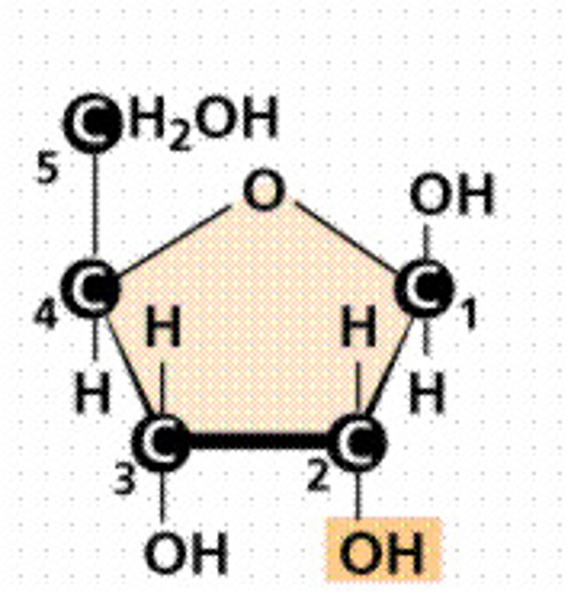<p>A five-carbon sugar present in RNA</p>