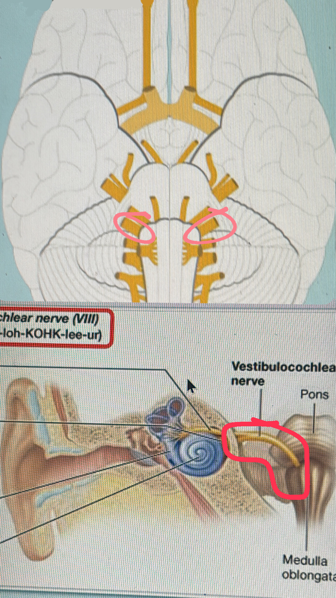 <p>VIII. hearing, balance</p>