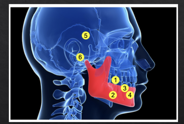 <ol start="5"><li><p>masticatory muscles</p></li><li><p>TMJ</p></li></ol><p></p>