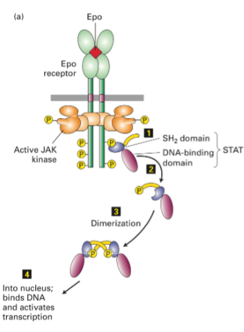 <ul><li><p>I. EPO is produced &amp; secreted by renal cortex in response to ↓[O2]Blood </p></li><li><p>II. Activates EPO receptor (EpoR) on erythroid progenitor cells </p><ul><li><p>A. Activates<mark data-color="yellow" style="background-color: yellow; color: inherit;"> JAK2/STAT5</mark> pathway </p><ul><li><p>1. STAT5 (transcription factor) ↑ expression of <mark data-color="yellow" style="background-color: yellow; color: inherit;">Bcl- XL </mark></p><ul><li><p>i. Bcl-XL: Anti-apoptotic protein that stimulates proliferation &amp; differentiation of erythroid progenitor cells into mature RBCs 52</p></li></ul></li></ul></li></ul></li></ul><p></p>