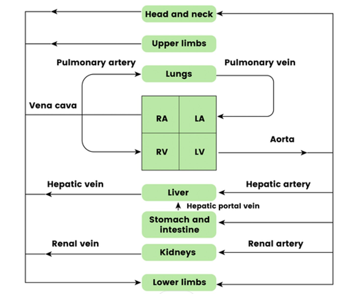 <p>NOTE: Unfortunately, you will need to learn most of the labels on this diagram</p><p>Excluding:</p><p>- Hepatic artery</p><p>- Hepatic vein</p><p>- Hepatic portal vein</p>