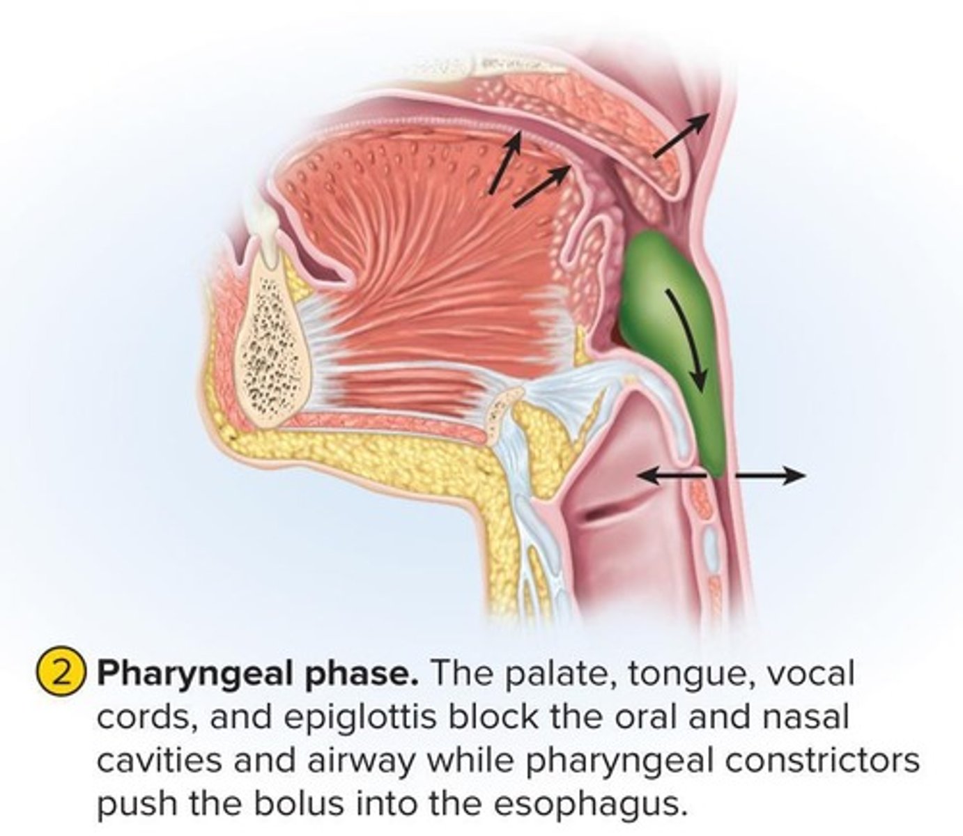 <p>A muscular funnel connecting the oral cavity to the esophagus and the nasal cavity to the larynx.</p>