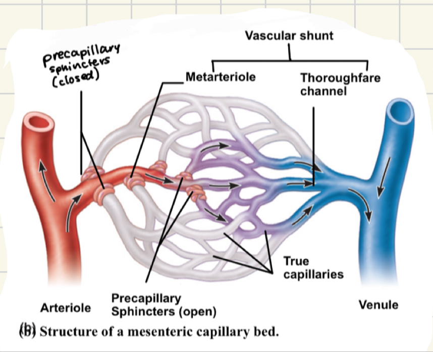 <ul><li><p><mark data-color="yellow">precapillary sphincters:</mark> <u>smooth muscle</u> that regulates the flow of blood to tissue</p></li><li><p>tendons and ligaments: poorly vascularized</p></li><li><p>epithelia and cartilage: avascular; receive nutrients from CT</p></li></ul>