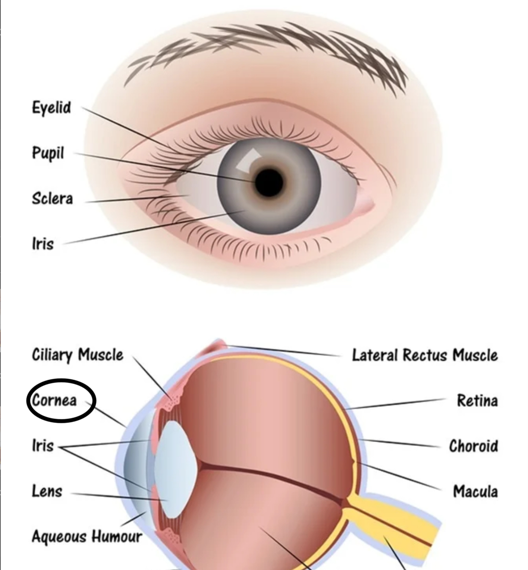 <p>transparent layer at the front of the eye. refracts light into the eye.</p>